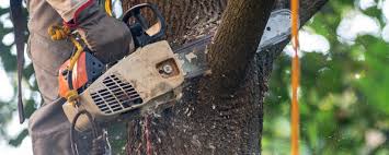 Best Tree Removal  in Lawrence, MA