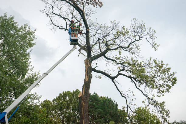 Best Hedge Trimming  in Lawrence, MA